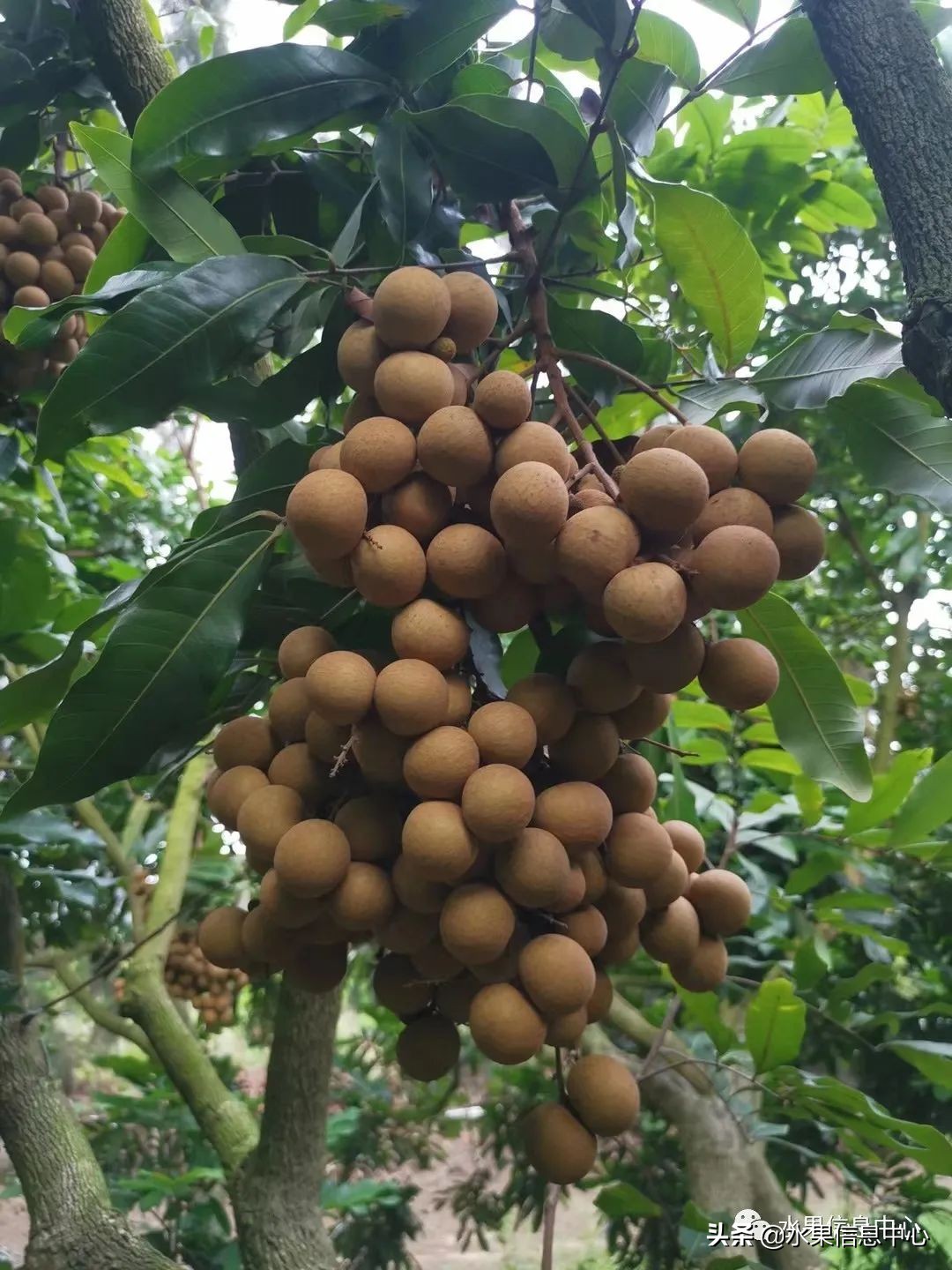 海南水果都有哪些品种图片及名称,海南水果上市时间表赶快收藏吧