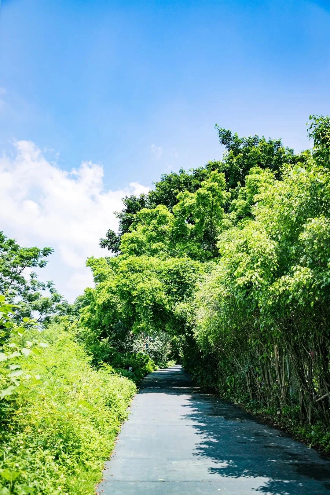 去深圳免费游玩的10个地方,深圳免费游玩景点推荐