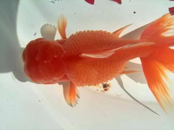 金鱼炸鳞怎么预防,鱼儿炸鳞能自愈吗