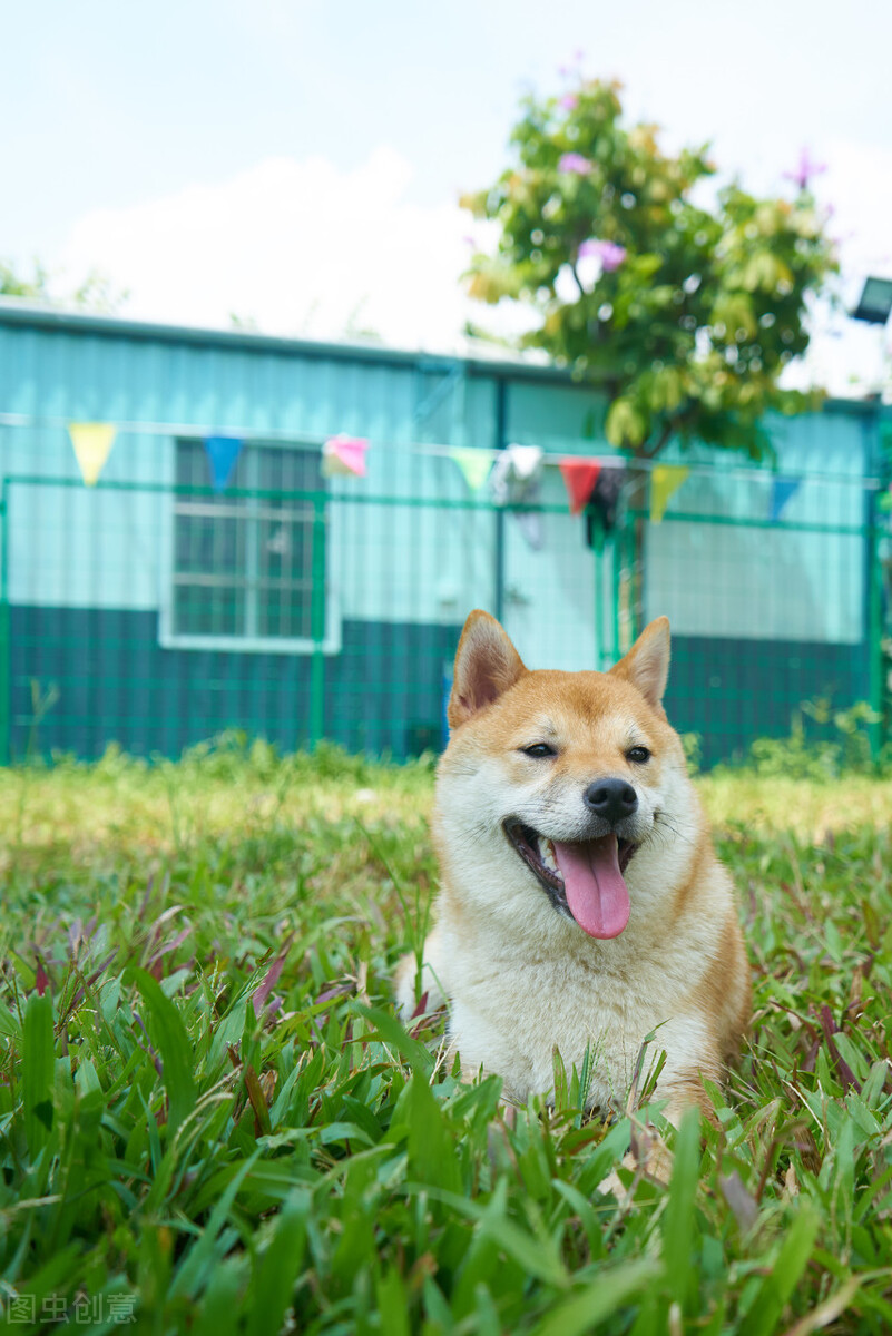 为什么不能养日本柴犬呢,柴犬有什么优点怎么那么呆萌可爱
