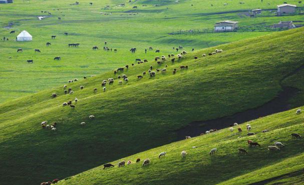 新疆8晚7天游路线推荐,环游北疆旅行团