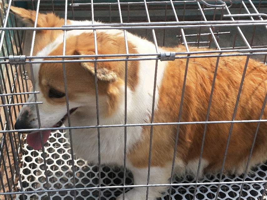 小伙去狗场抓德牧,开封狗市抓狗