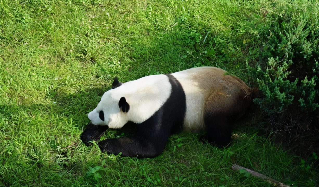 沈阳现在可以玩的动物园,沈阳森林动物园特色