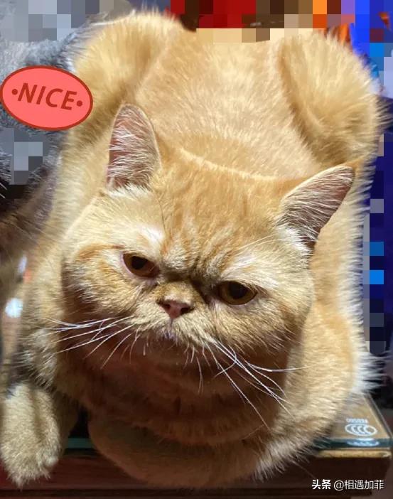 猫咪喜欢看电视动画片,猫咪喜欢看电视里的小动物