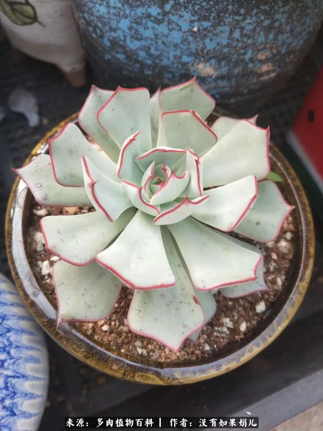 明人不说暗话，我为多肉而来！