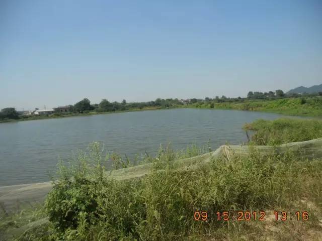 湖南最好的锦鲤养殖基地,湘潭锦鲤养殖