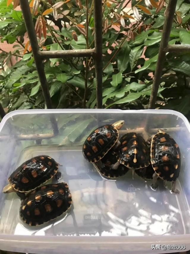 乌龟肺炎早期有什么症状,冬季乌龟肺炎的表现症状有哪些