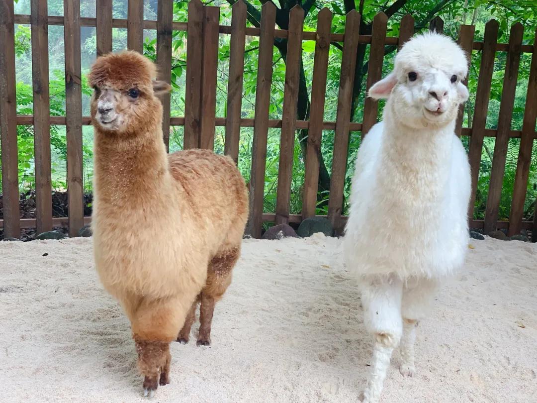 绿心公园5月3号有什么活动,绿心公园花开了好漂亮