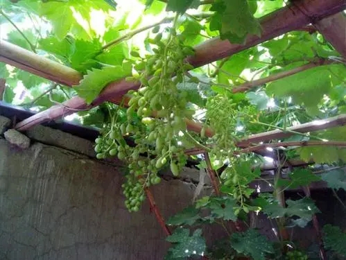 民国奇案妻子美貌丈夫贩毒,民国奇案女子杀夫案