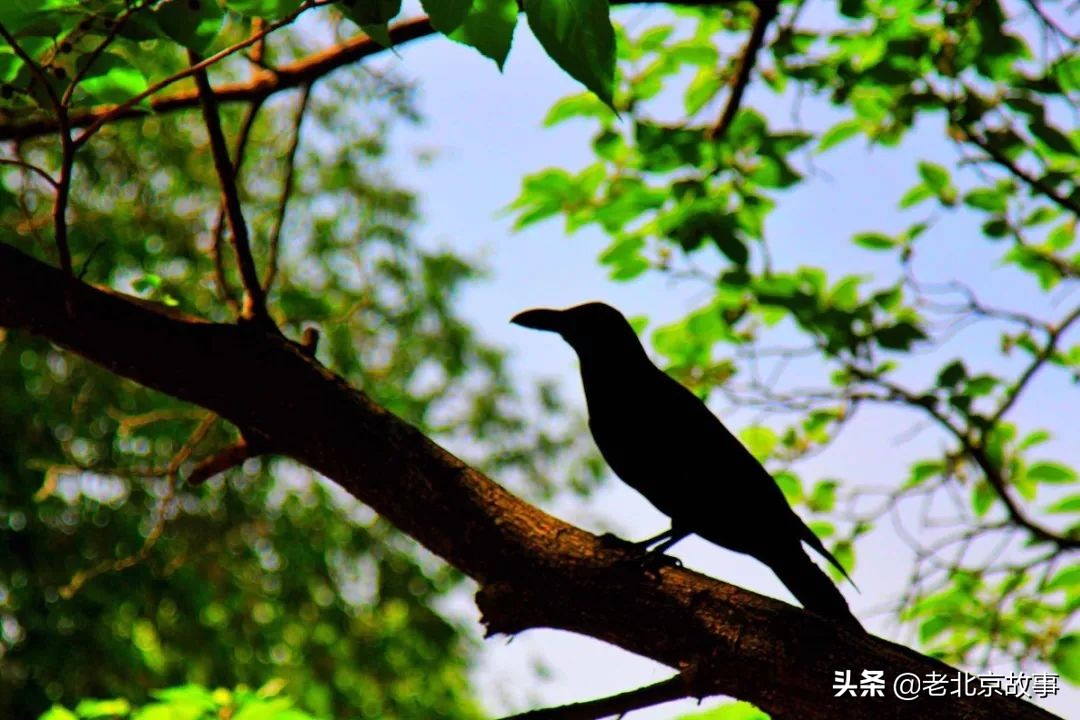 名人笔下的夏天段落,文人墨客笔下的北京