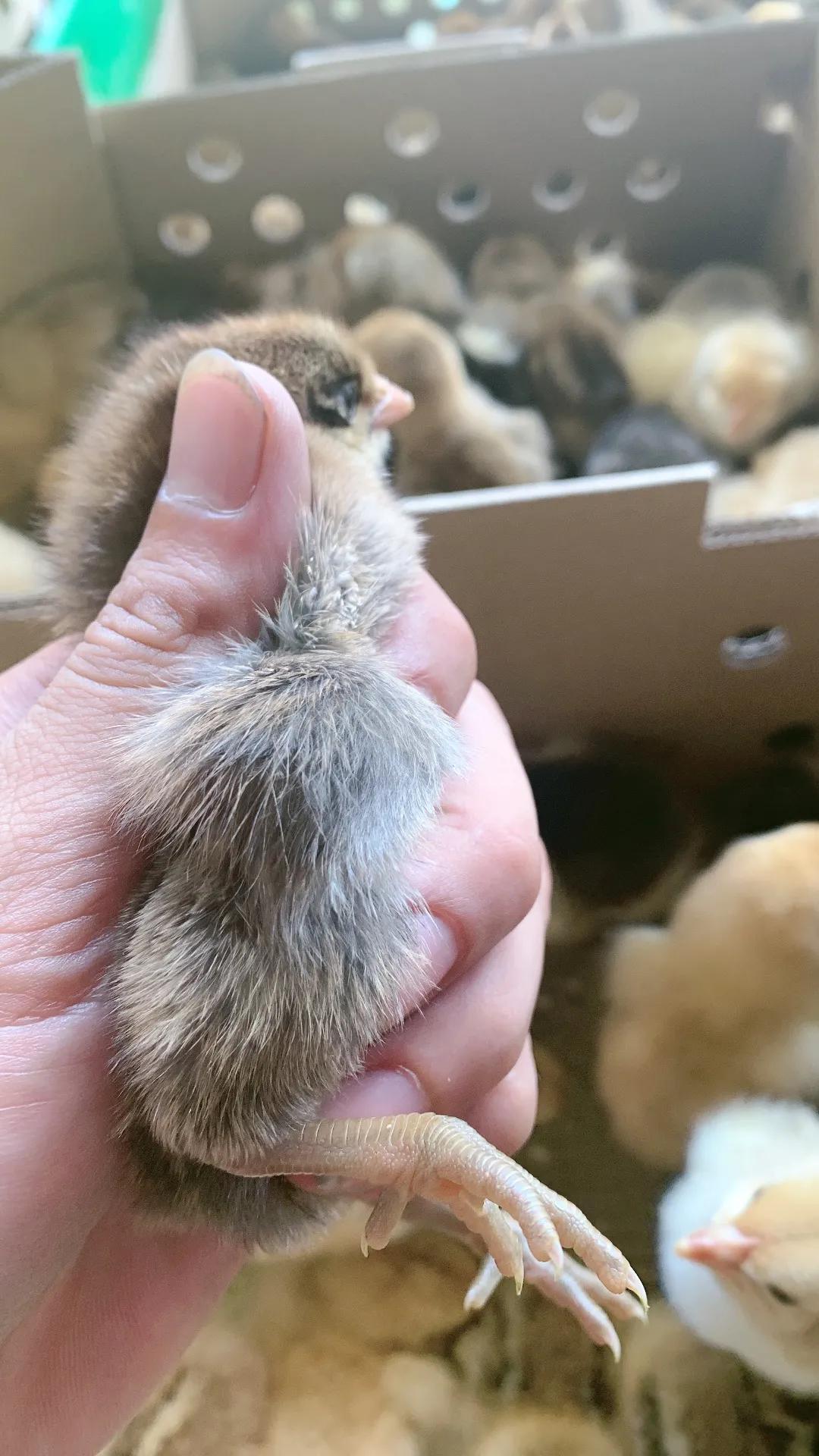 合浦山口镇顺剑家禽批发,广西秉信家禽