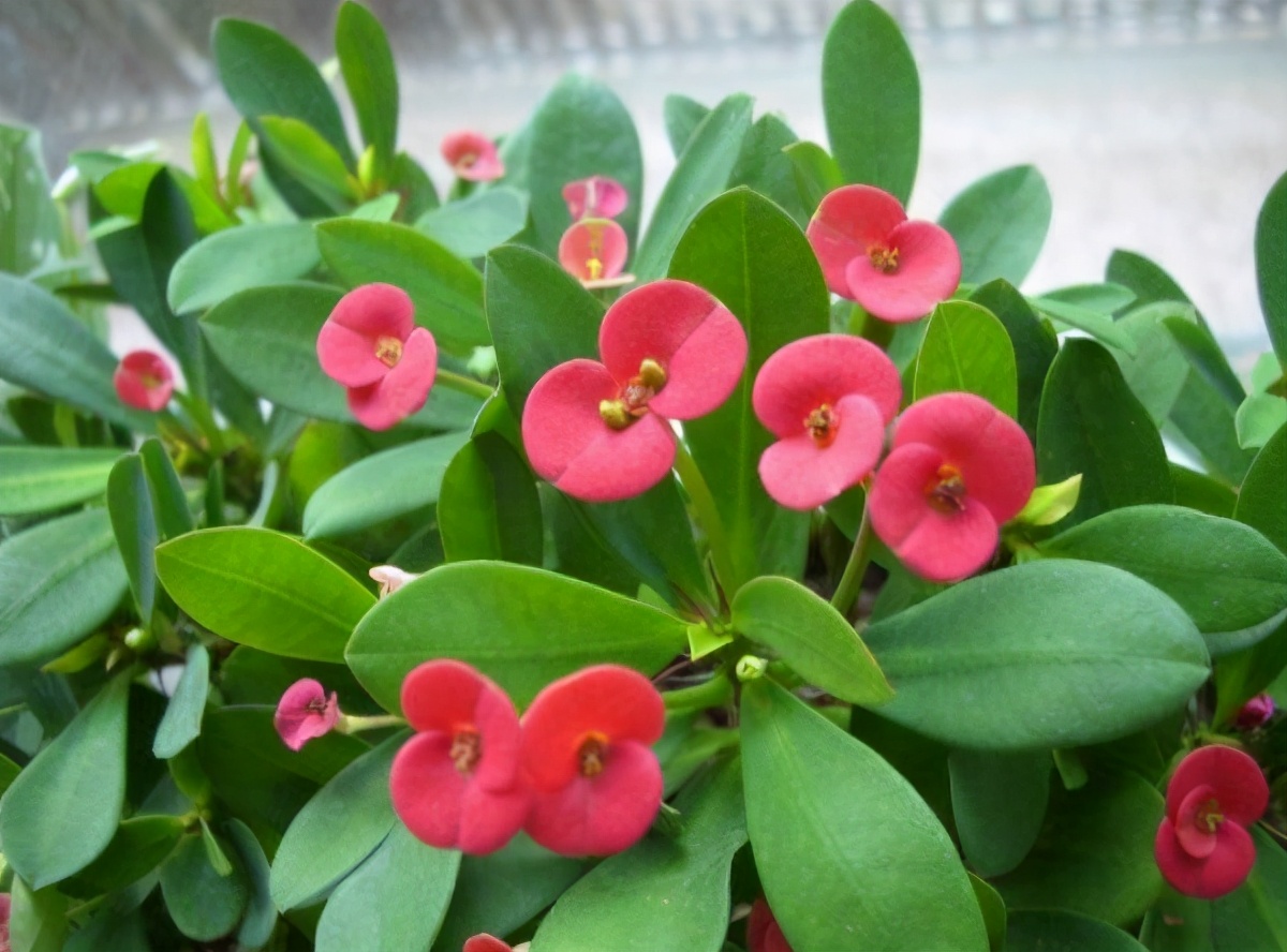 花期最长的3种花值得拥有,开春入手月季