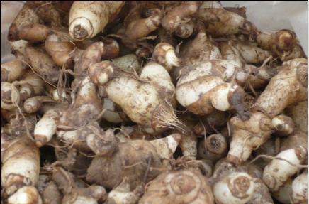 致富经种植的白芨,农村种植白芨项目怎么样