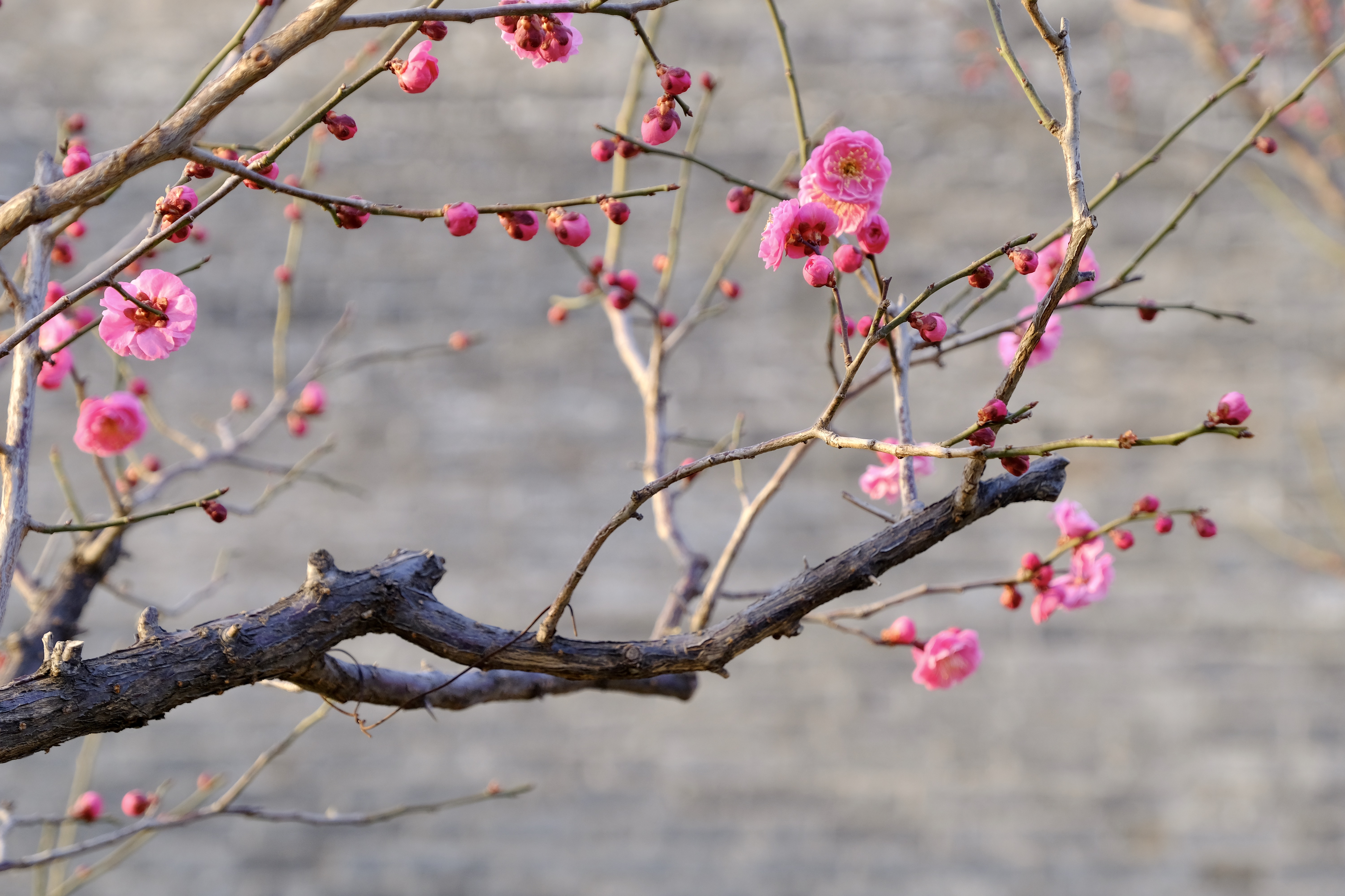 开往地铁上的春天,开往春天的地铁邂逅京城的花开