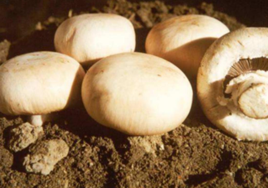 双孢菇原料配方,双孢菇栽培条件