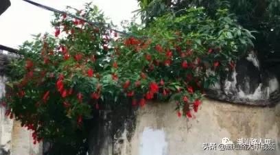 汕头澄海樟林美食,潮州樟林好吃的