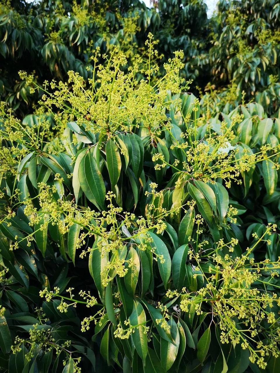 中国哪里的荔枝最甜,全国荔枝最好吃的地方