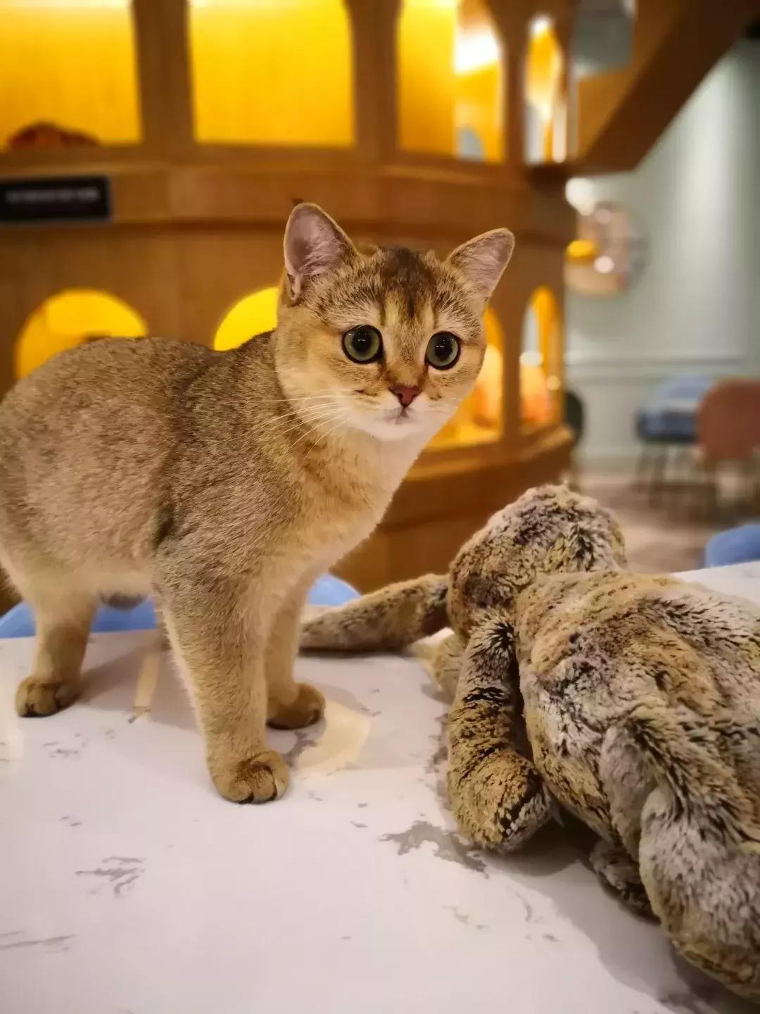 妈妈们的口碑之选，年度网红亲子商场推荐“第三弹”，朝阳大悦城