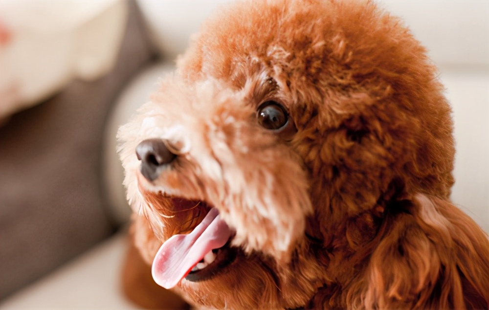 挑食的泰迪吃哪种狗粮,泰迪挑食泡狗粮用勺子喂