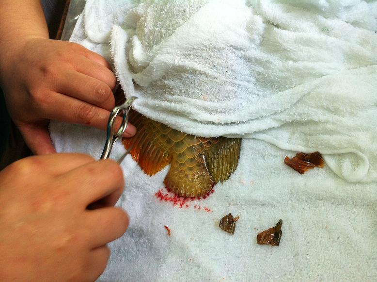 金龙鱼鱼尾受伤，龙须折断，主人为它做整形手术