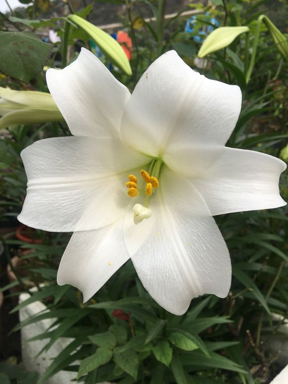 百合叶黄怎么办,百合竹叶子发黄发软的解决方法