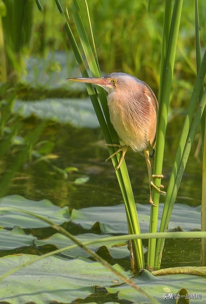 鸟类名字生僻字,带有鸟字的生僻字