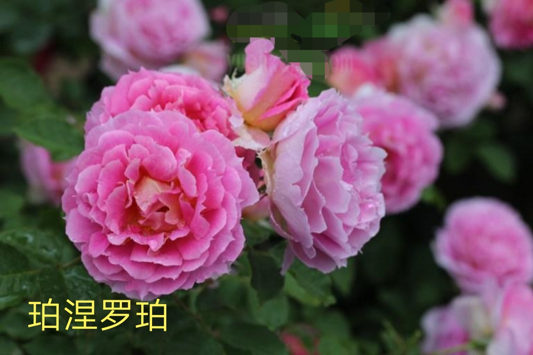 2020年木村卓功月季新品,木村卓功的月季都比较耐阴吗