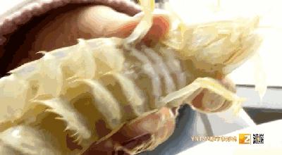 活皮皮虾用盐水泡着会死吗,皮皮虾泡水里几分钟就死了