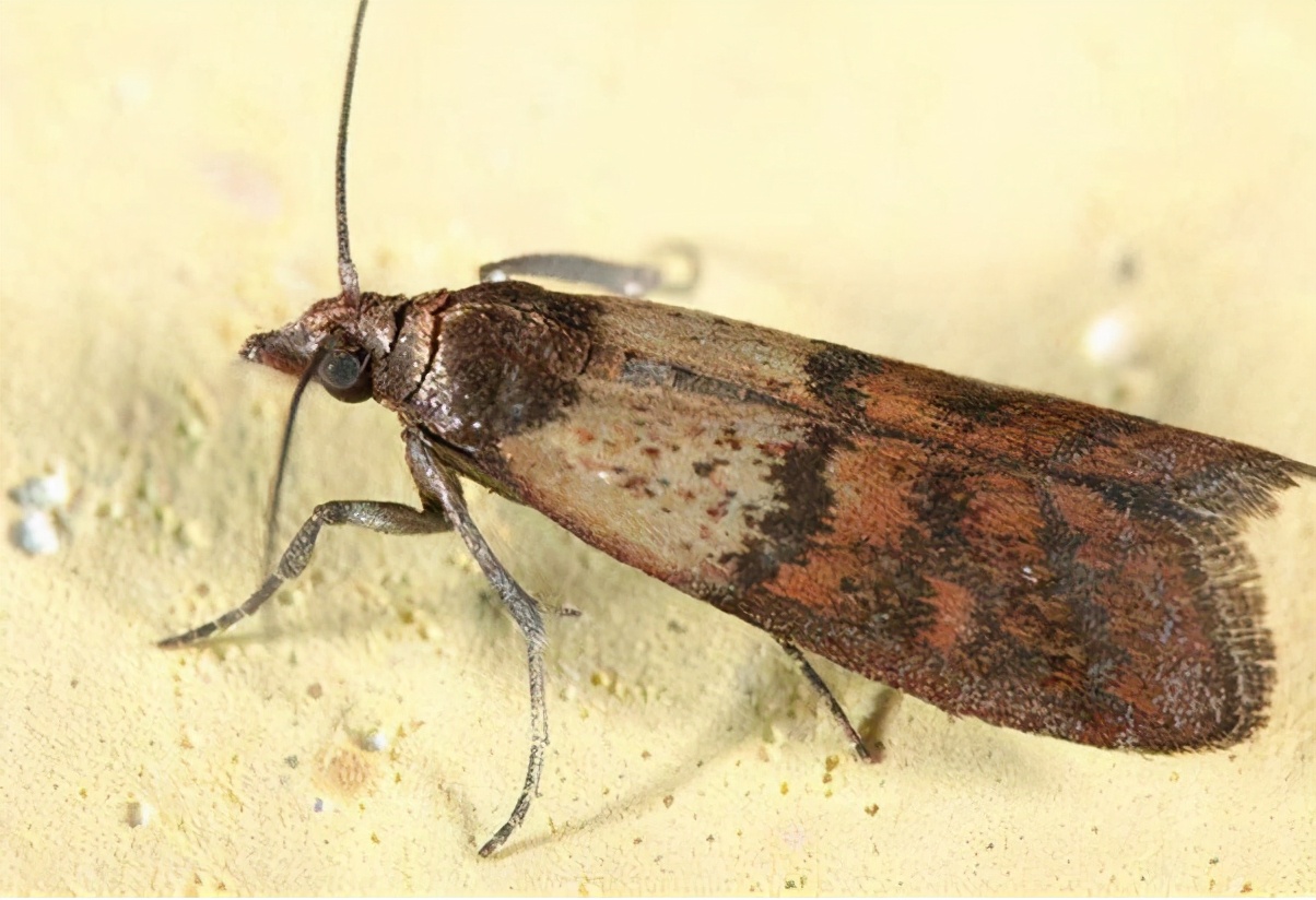 麦牛如何消灭,为什么谷物放久了会生虫