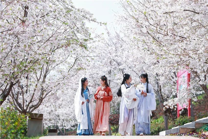 漫花庄园亿朵白樱花绚烂绽放啦，这些樱花的起源你真的知道吗？