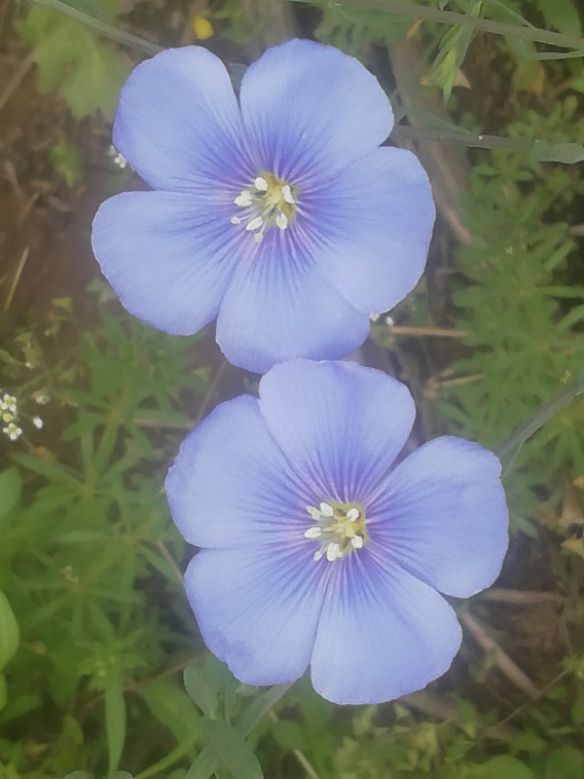 谷雨节气的介绍和谷雨古诗词,二十四节气关于谷雨的诗句并赏析