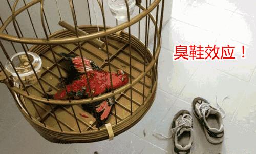 白鞋泛黄清洗神器,白鞋变黑清理的神器