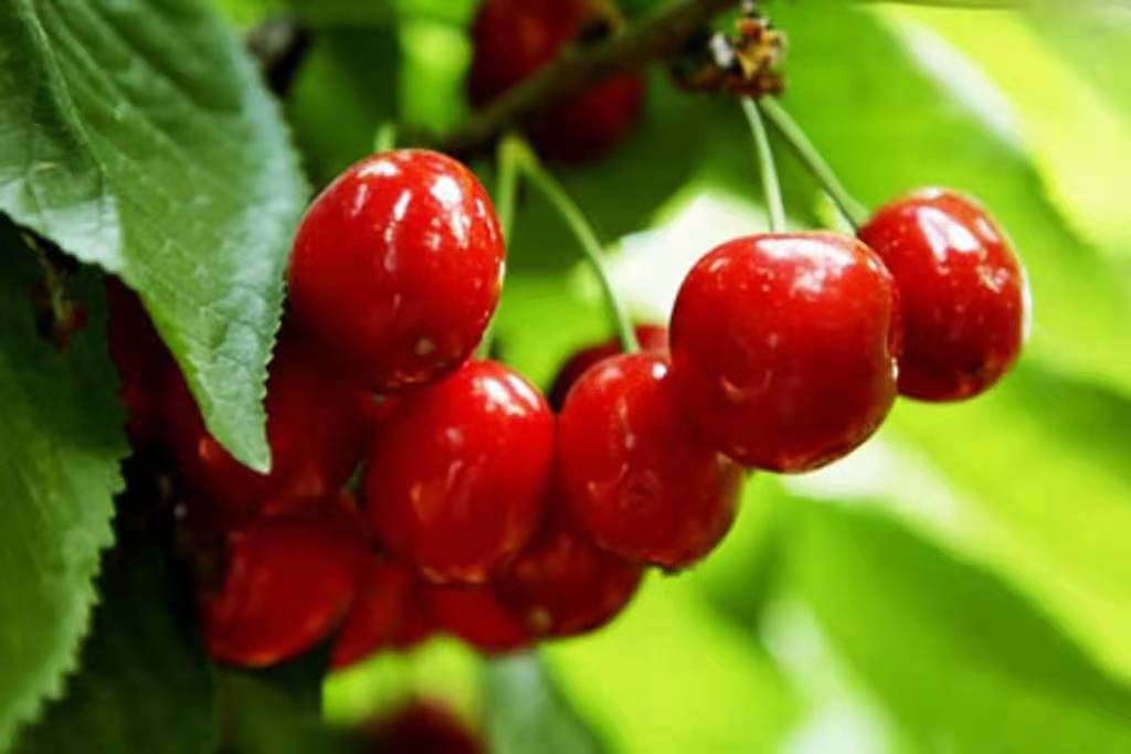 这个季节里最美味的水果草莓,这个季节多吃什么水果草莓