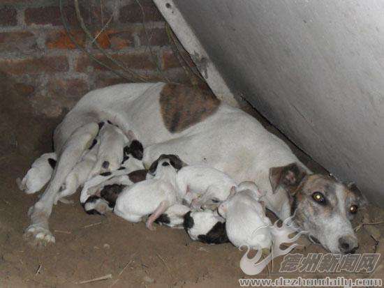 一条灵缇狗的一生：带着来爱又带着遗憾走（真实故事整编）