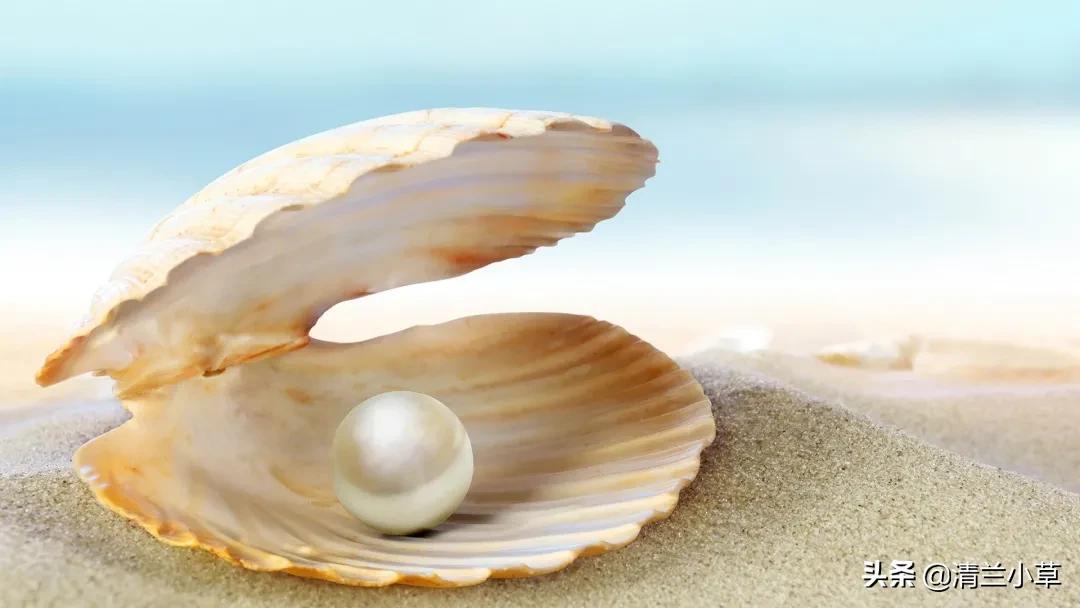 珍珠的知识图片大全,珍珠最全知识
