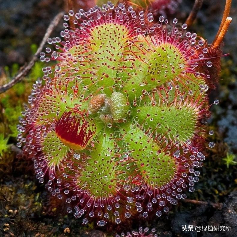 茅膏菜可以养几年,养茅膏菜最适合用什么土