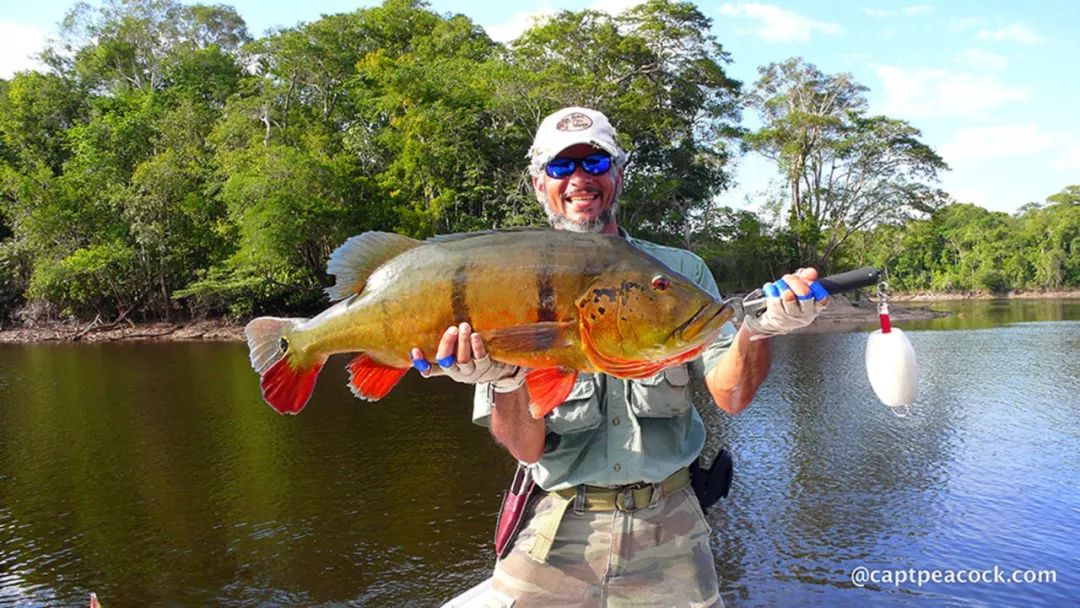 世界顶级淡水鱼大全,世界上顶级鱼类大全