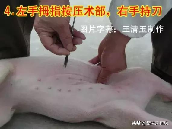 小母猪去势步骤照片和文字详解