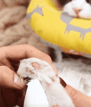 天气热怎么给猫散热,猫怕热怎么办最有效的方法