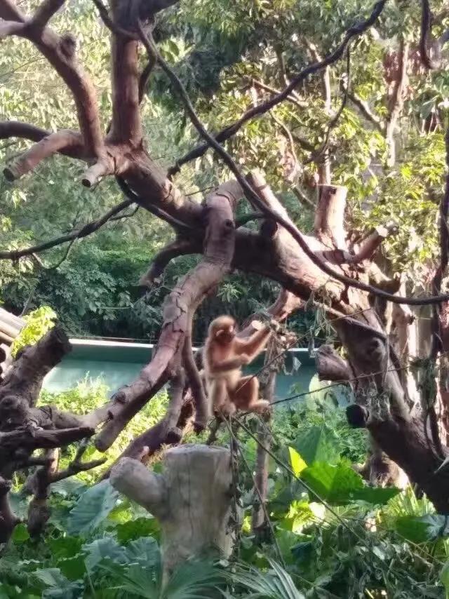 广州长隆野生动物园最全游玩攻略,长隆野生动物园游玩攻略