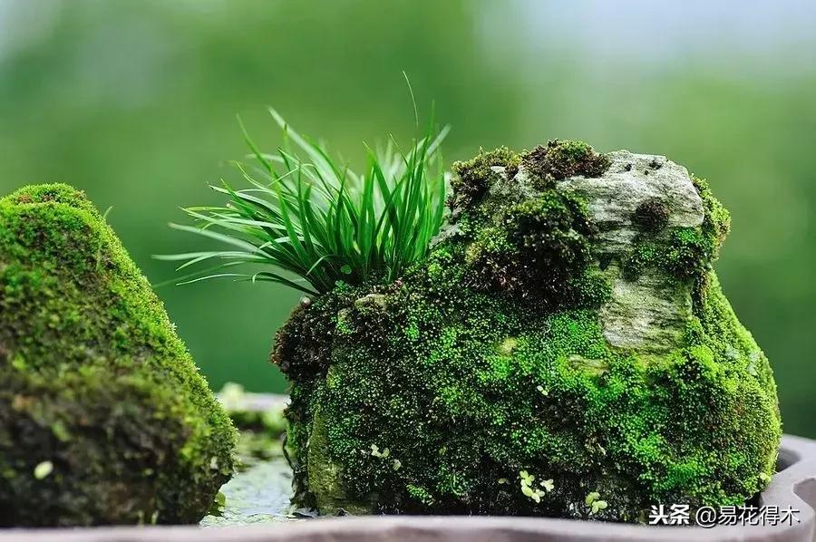 冬天菖蒲怎么养护过冬,菖蒲草冬季怎么养护