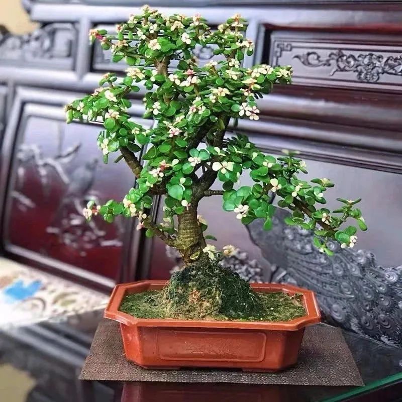 家里一定要养一盆金枝玉叶,大盆养金枝玉叶