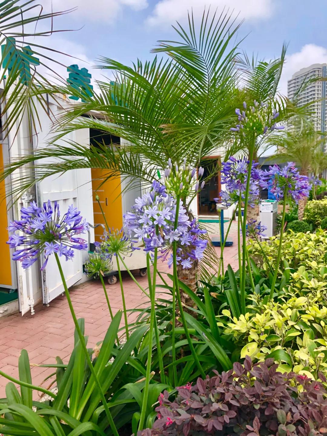 花园庭院设计花卉园艺,花园搭配的草类植物