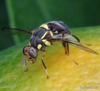 蜂糖李如何防治果实蝇效果最好,北方果蔬大棚樱桃果实蝇防治技术