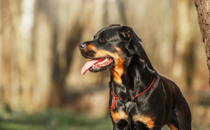 狗嘴有味有白沫是怎么回事,给狗洗澡后为何有腥味