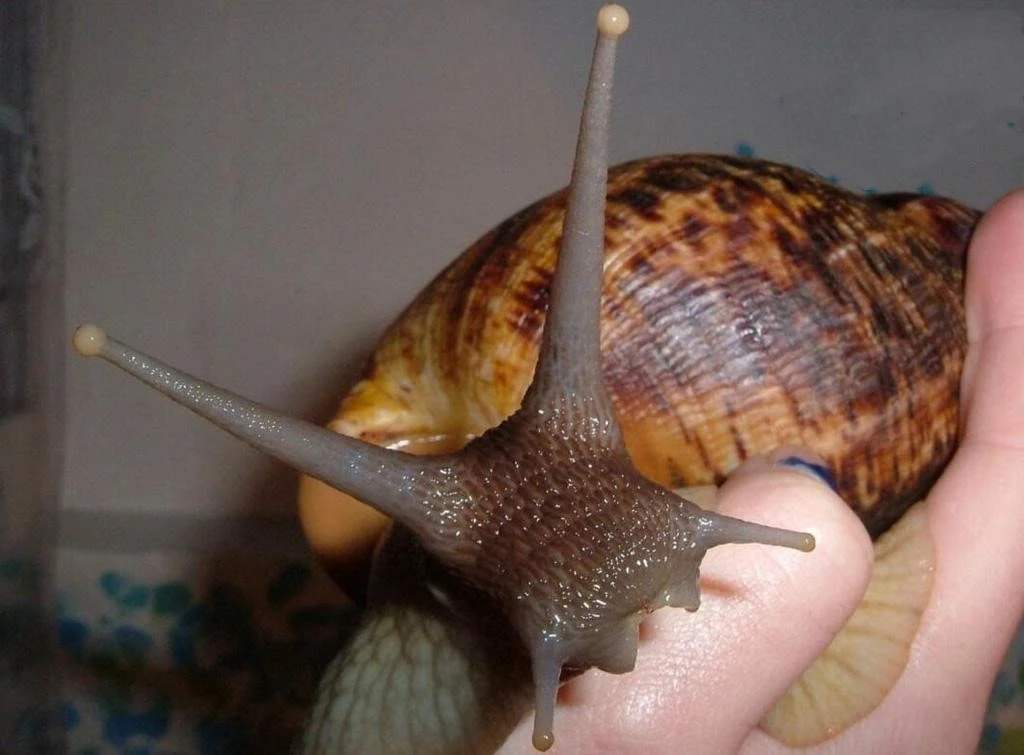 非洲大蜗牛泛滥成灾，非洲人的盘中餐，为何连广东仔都不敢吃？