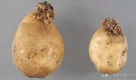马铃薯豆角病害图谱,马铃薯病害图谱大全