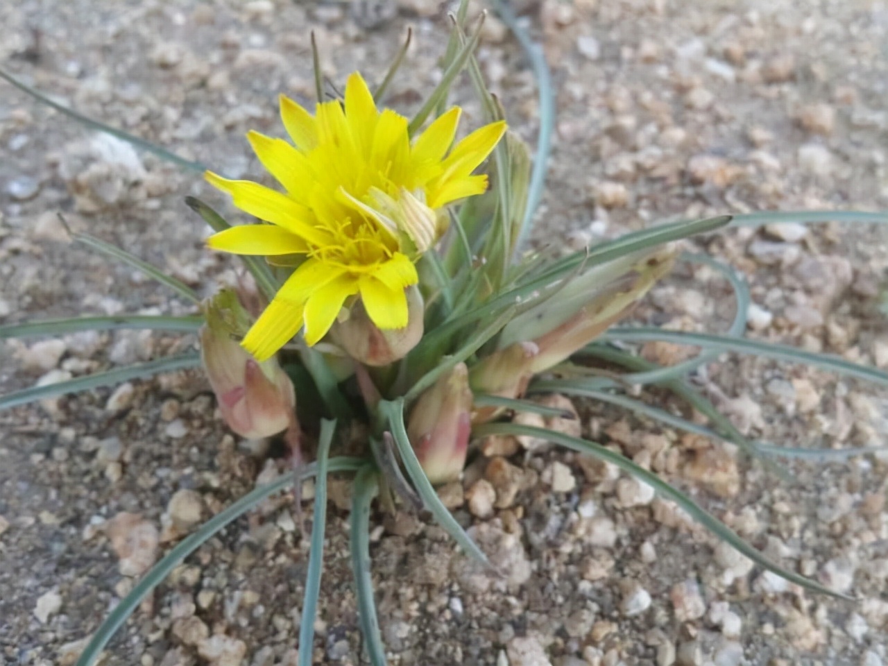 农村山上的那种黄色的野菊花,野生路边菊图片大全