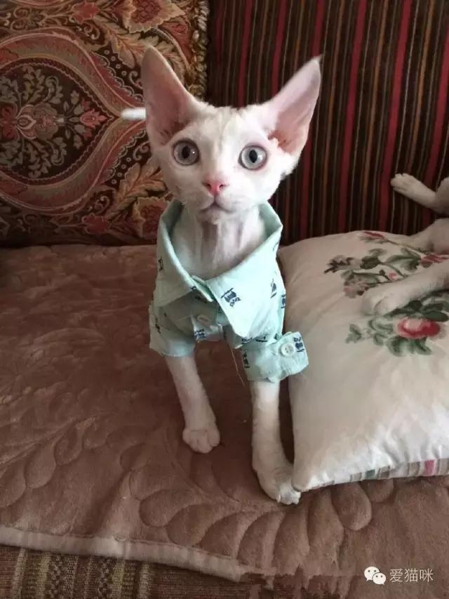 猫咪图鉴,七喵德文卷毛猫