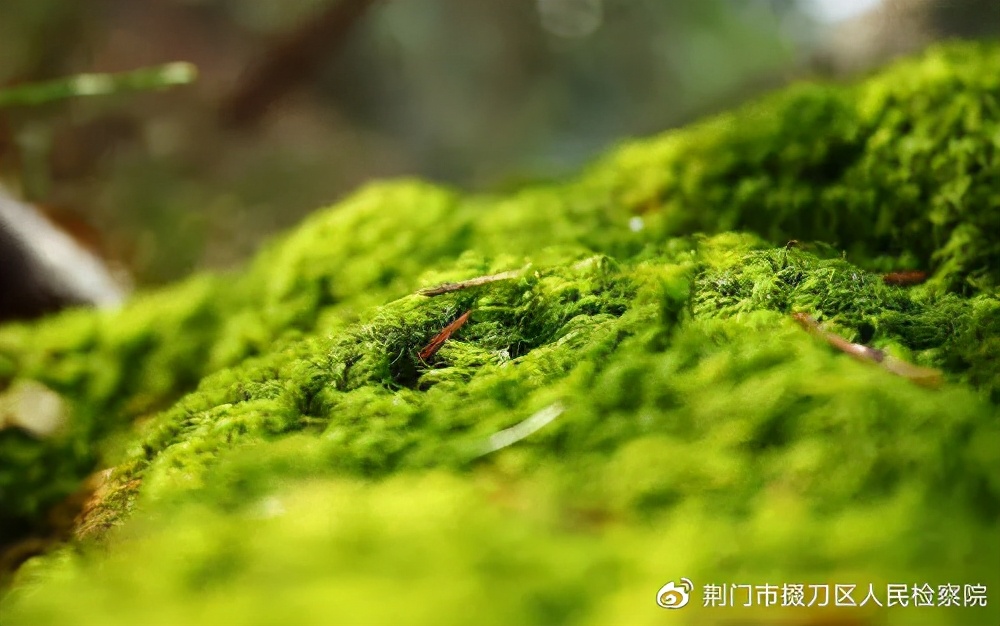 【检苑书香】从花鸟到可可豆,我们如何与自然对话?——好书推荐:《发现之旅》